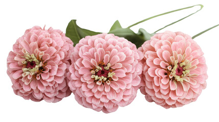 Pink zinnia flower Transparent background, PNG
