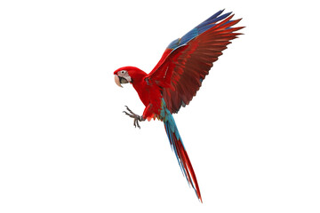 Colorful flying Green Wing Macaw parrot isolated on transparent background png file