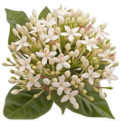 Obraz premium Fleurs de Viburnum tinus