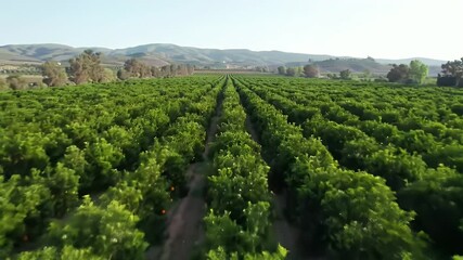Aerial View Of Vivid Orange Grove with Rows of Trees Under Clear Sky Displaying a Scenic Agricultural Landscape and Abundant Citrus Fruits Perfect For Earth Day