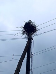 Majestic Stork Nesting on a Power Pole
