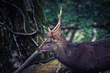 Forest Road in the western part of Yakushima Island, Kagoshima Prefecture, Japan, the scope of the World Natural Heritage