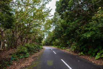 Forest Road in the western part of Yakushima Island, Kagoshima Prefecture, Japan, the scope of the World Natural Heritage