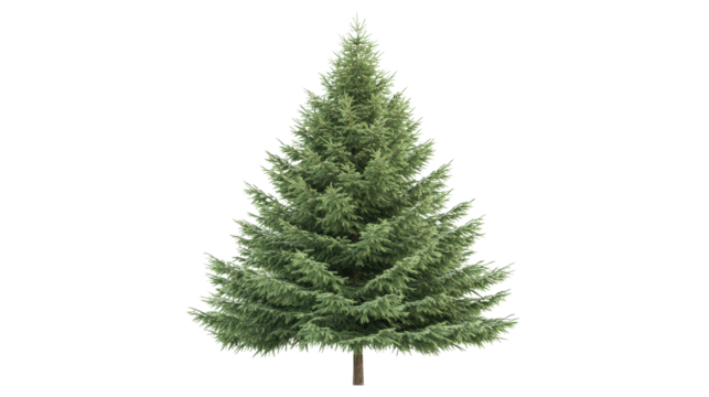 Spruce tree with symmetrical shape Transparent background, PNG