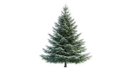 Spruce tree with symmetrical shape Transparent background, PNG