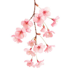 Fototapeta premium Delicate Pink Cherry Blossoms Branch Spring Flowers Nature Beauty isolated on a transparent background