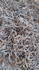 Dried tea leaves, a healthy drink. tea, dried tea black tea in lao