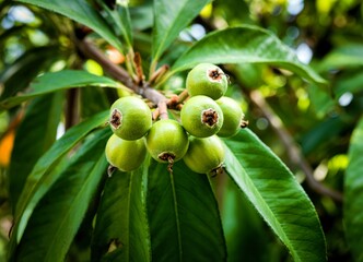 unripe green fruits on a branch of a loquat tree on a summer day
