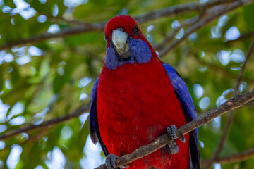 Crimson rosella