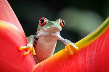 Red-eyed tree frog climbing on dwarf jamaican heliconia flower, Red-eyed tree frog (Agalychnis...