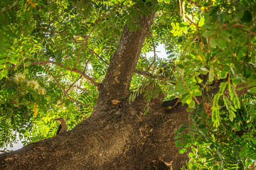 Carpintero en el árbol