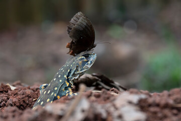 The butterfly lands on the head of the Butterfly agama lizard, Butterfly agama lizard (leiolepis belliana) out of the underground hole