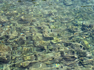 Sea background with stones and sea urchins echinus