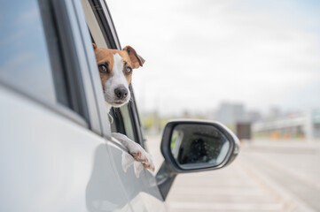 Jack Russell Terrier dog looking out of car window. 