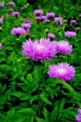 Obraz premium Bunch of pink flowers of Centaurea dealbata in mid May