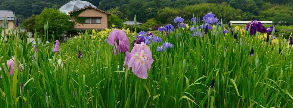 June 22 2025, Matsuyama, Ehime, Japan - A field of Japanese irises (hanashobu) blooms in a rural landscape with a unique house in the background.