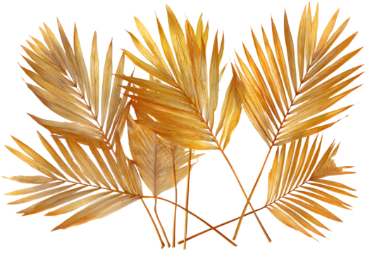 Dried palm leaves with golden hues, isolated on a transparent background. A tropical plant.