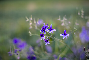 Blue Consolida Regalis flowers on blurred background
