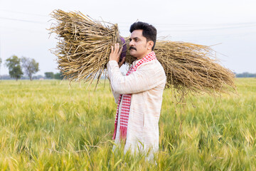 Farmer carrying bunch of wheat crop on his shoulder at agricultural field 