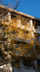 Univeristy of Canterbury, Autumn, Christchurch, New Zealand