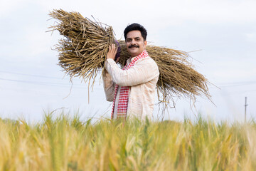 Farmer carrying bunch of wheat crop on his shoulder at agricultural field 