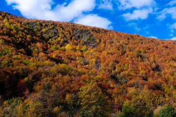 Fototapeta premium Autumn festivale, Arrow town, New Zealand