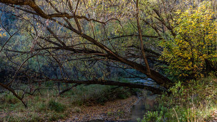 Autumn, Arrowtown, New Zealand