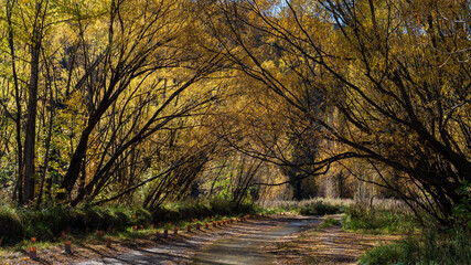 Fototapeta premium Autumn, Arrowtown, New Zealand