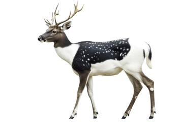 Fototapeta premium Illustration features a striking black and white deer standing gracefully in a natural pose, showcasing its unique coat patterns and majestic antlers