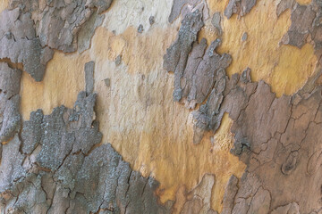 The tree bark has yellow and brown patterns, with some areas having peeling paint that adds to the...