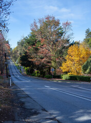 Empty street with autumn trees in a quiet South Australia town in Adelaide Hills