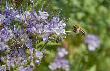 Honey bee on a purple phacelia flower