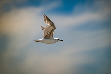 Seagull Soaring Gracefully Against Blue Sky with Soft Gradient Light – Wildlife Flight Photography