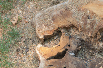 Obraz premium The bottom of the tree stump has been cut off, and there is an opening in it that can be seen from above.
