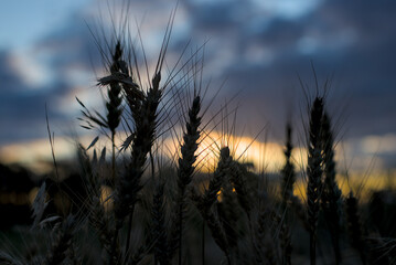 A close-up of a wheat spikelet in sharp focus.