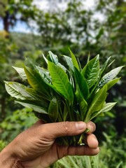 Hand picking fresh green tea leaves from a bush at a plantation. a gardener harvesting young tea shoots in a lush tea garden. Fresh organic tea leaves being inspected on a tea estate.
