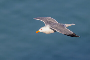 Seagull in Graceful Flight Over Coastal Waters – Sharp Wildlife Closeup in Natural Light