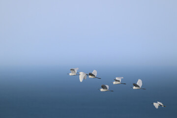 Small Flock of White Egrets Soaring Over Blue Ocean Horizon – Minimalist Wildlife Flight...