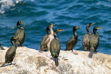 Group of Cormorants Gathered on Rocky Shoreline by Blue Ocean – Social Coastal Wildlife Scene