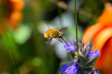 Yellow Bee Hovering Near Vibrant Blue Wildflower – Detailed Macro Pollination Photography