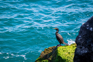 Cormorant Perched on Mossy Rock Overlooking Turquoise Sea – Vibrant Coastal Wildlife Photography