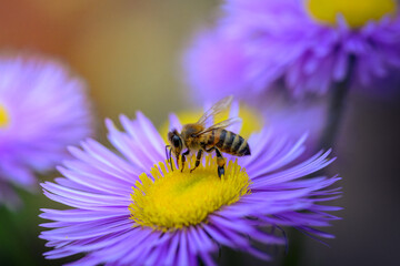 Honeybee Collecting Nectar on Vibrant Purple Aster Flower – Detailed Macro Pollination Photography
