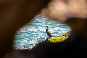 Cormorant Standing on Mossy Rock Framed by Natural Rock Formation – Artistic Coastal Wildlife Photography