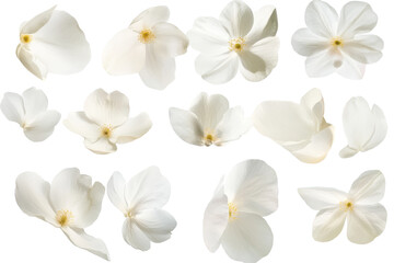 Fototapeta premium Soft white flower petals create an elegant arrangement perfect for serene decorations or natural beauty aesthetic