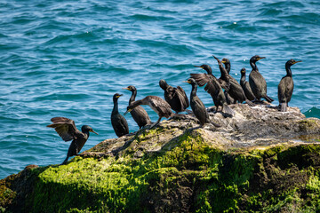 Group of Cormorants Perched on Mossy Coastal Rock by Vibrant Blue Ocean – Wildlife Nature Scene