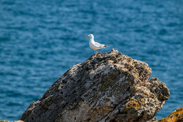 Seagull Standing on Weathered Coastal Rock with Deep Blue Ocean Background – Peaceful Nature Scene