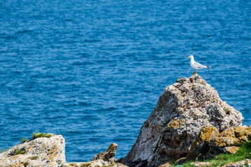 Seagull Perched on Rocky Outcrop by Vibrant Blue Ocean – Coastal Wildlife and Nature Scene