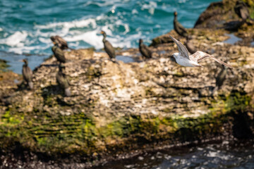 Seabirds Resting on Rocky Shore with Waves Crashing – Coastal Wildlife Photography