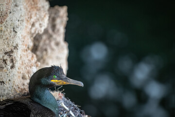 Closeup of Cormorant with Striking Green Eye Resting on Coastal Nest – Intimate Wildlife Portrait