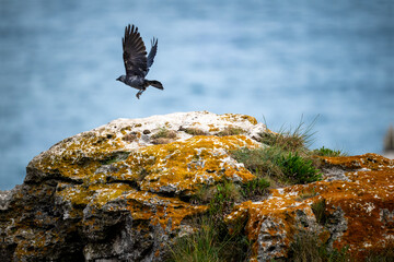 A Crow in Flight Over Lichen-Covered Coastal Rock with Blue Sea Background – Dynamic Wildlife Photography